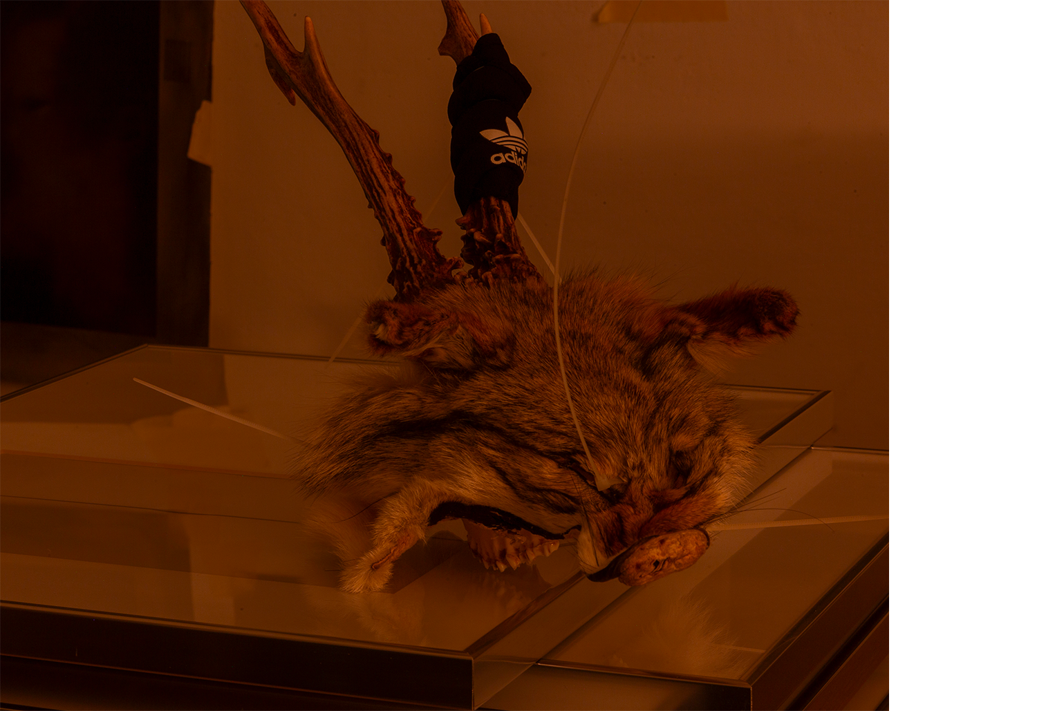 Fox Mask, 2025 mixed media, deer skull, plastic dies, fox fur, 30x40x20