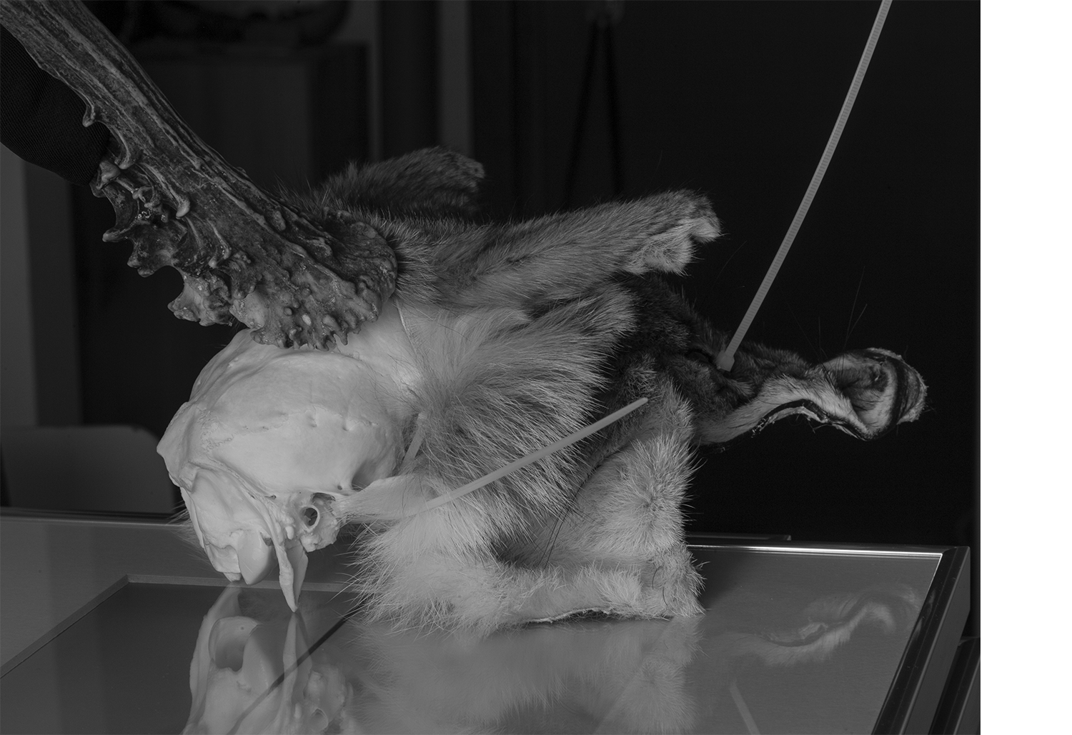 Archive images, artist's studio, Archive images, artist's studio, Fox Mask, 2025 mixed media, deer skull, plastic dies, fox fur, 30x40x20