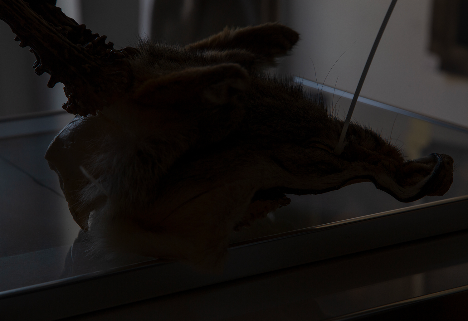 Archive images, artist's studio, Fox Mask, 2025 mixed media, deer skull, plastic dies, fox fur, 30x40x20