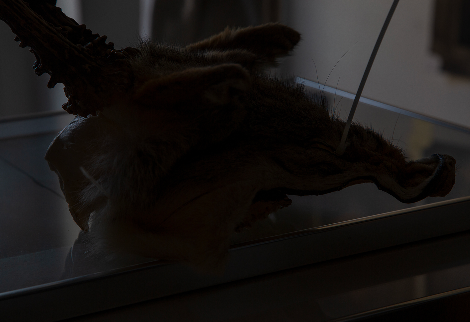 Fox Mask, 2025 mixed media, deer skull, plastic dies, fox fur, 30x40x20