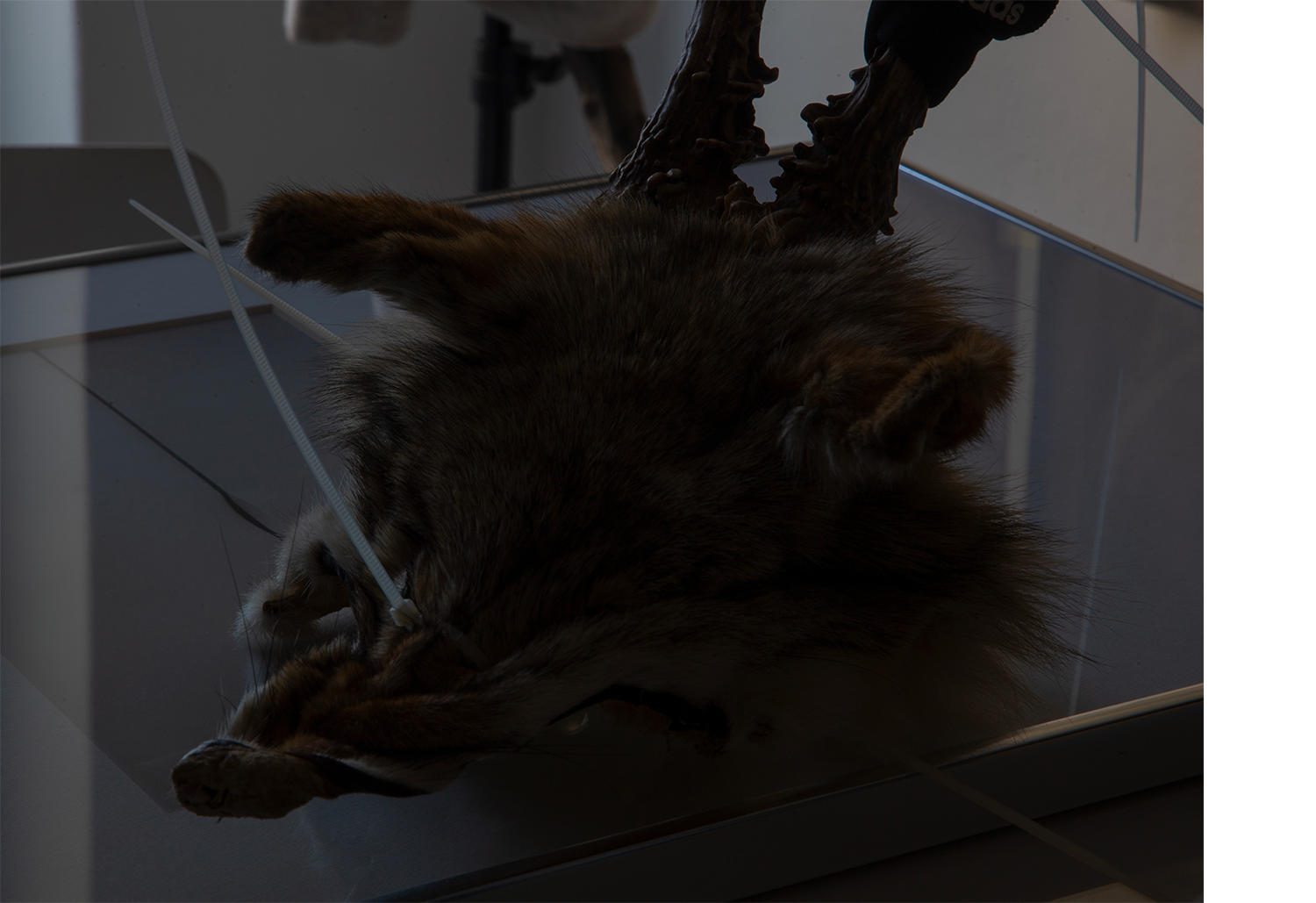 Archive images, artist's studio, Fox Mask, 2025 mixed media, deer skull, plastic dies, fox fur, 30x40x20