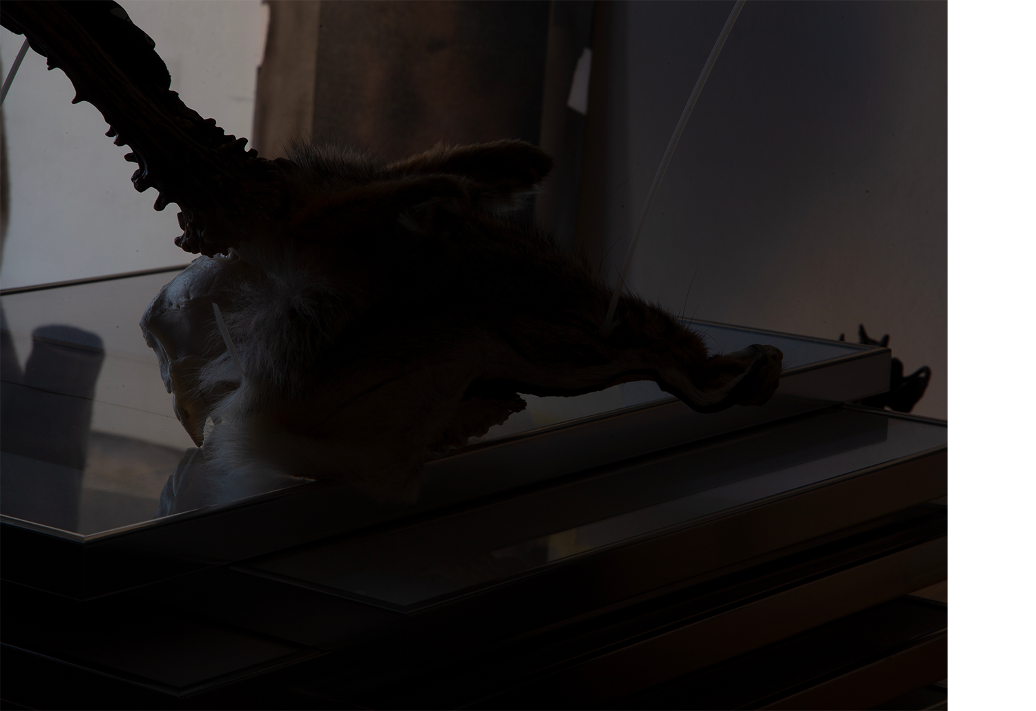 Fox Mask, 2025 mixed media, deer skull, plastic dies, fox fur, 30x40x20